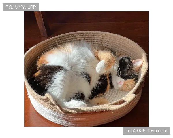 惠若琪退役后这生活也太松弛了吧，每天睡到自然醒还晒猫？